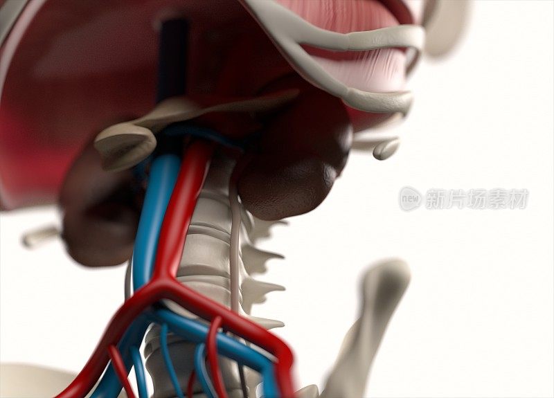 解剖人类身体。骨骼系统。3 d演示。